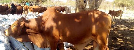 ���Hԭ���ܙC��(g��u)����֧��ٝ�ȁ��yԇţ���Դ��ţ����������Įa(ch��n)Ʒ�п��܌�(d��o)��ʳ���ж��Ě��������Ⱦ�